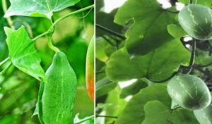 বহু গুণে ভরপুর তেলাকুচা পাতা (Benefits of Ivy Gourd)